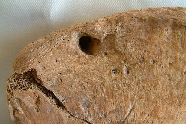 owl_detail_620_b3d27c60d4d94715eabc49ed1196c2dc